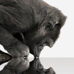 Corning gorilla glass